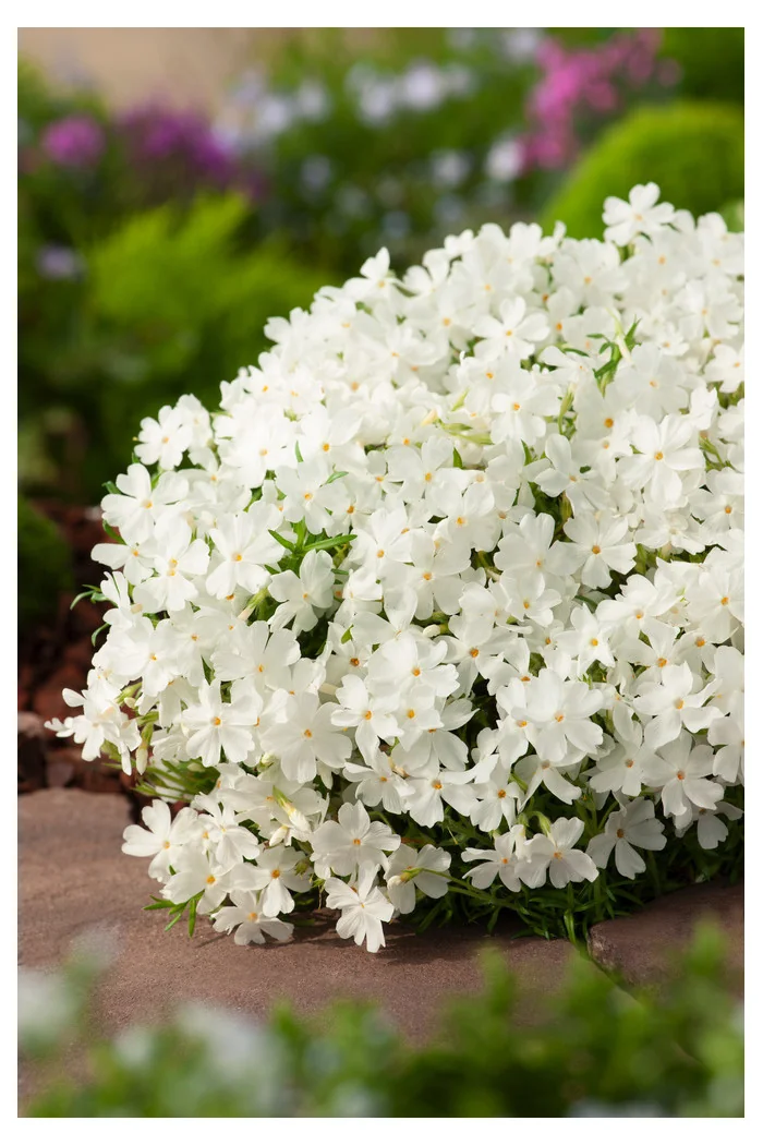 Floks szydlasty 'White Delight' | Phlox subulata