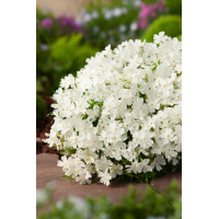 Floks szydlasty 'White Delight' | Phlox subulata