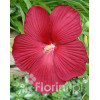 Hibiskus bylinowy 'Nippon Red' Hibiscus x moscheutos