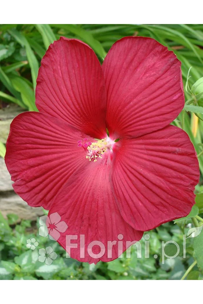 Hibiskus bylinowy 'Nippon Red' Hibiscus x moscheutos