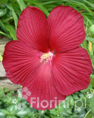 Hibiskus bylinowy 'Nippon Red' Hibiscus x moscheutos