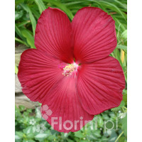 Hibiskus bylinowy 'Nippon Red' Hibiscus x moscheutos