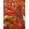 Krzewuszka cudowna 'Wings of Fire' | Weigela florida