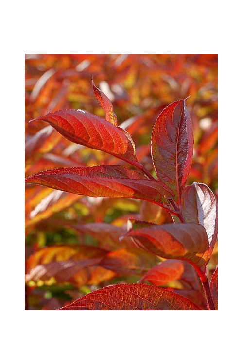 Krzewuszka cudowna 'Wings of Fire' | Weigela florida