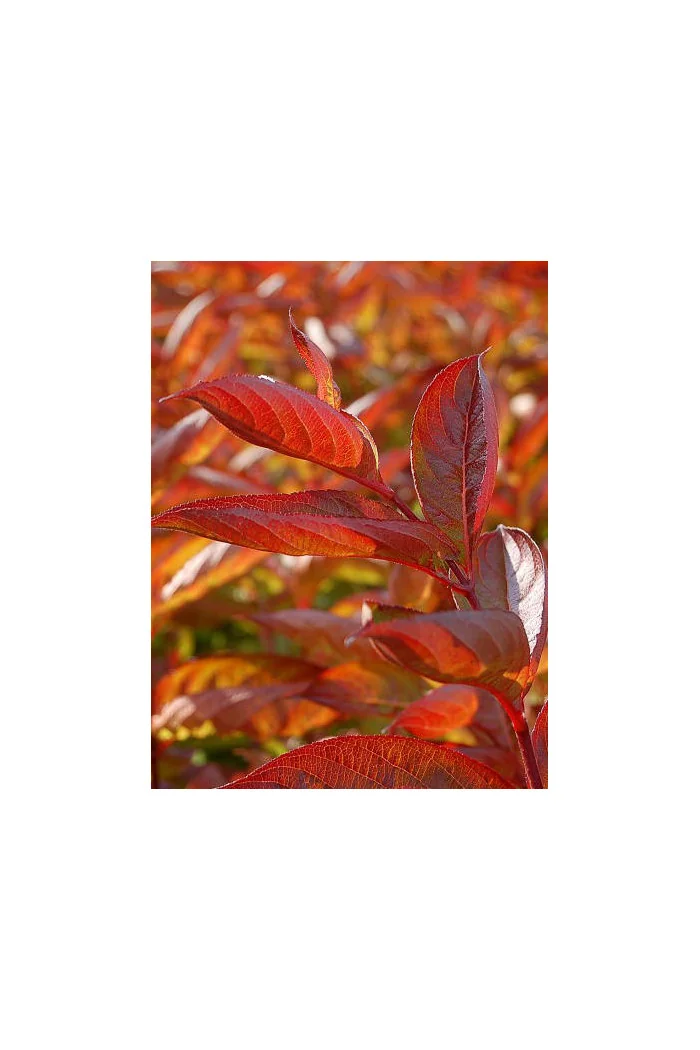 Krzewuszka cudowna 'Wings of Fire' | Weigela florida