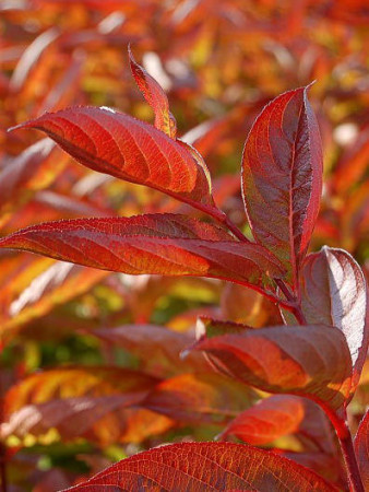Krzewuszka cudowna 'Wings of Fire' | Weigela florida