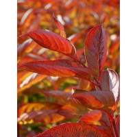 Krzewuszka cudowna 'Wings of Fire' | Weigela florida