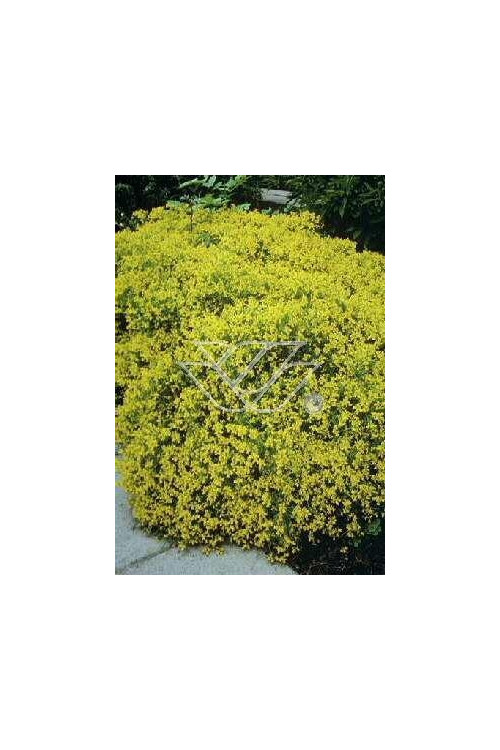 Szczodrzeniec płożący | Cytisus decumbens