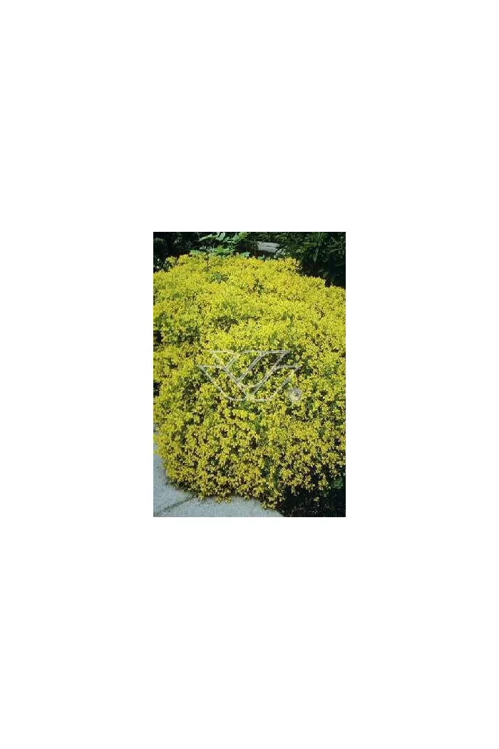 Szczodrzeniec płożący | Cytisus decumbens