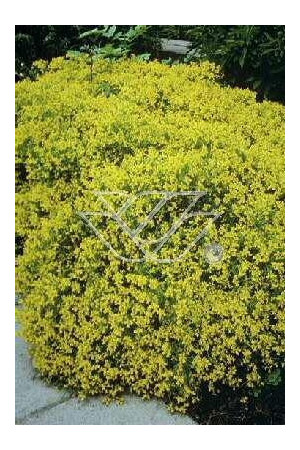 Szczodrzeniec płożący | Cytisus decumbens