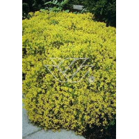 Szczodrzeniec płożący | Cytisus decumbens