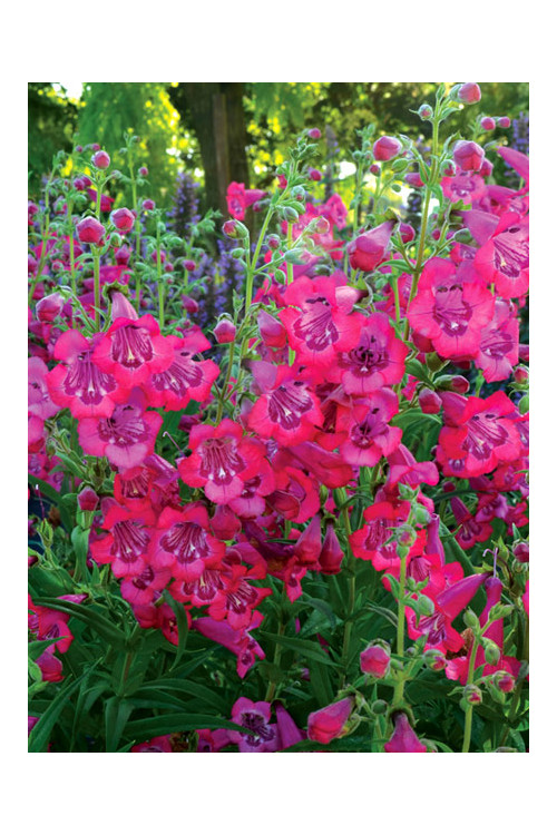 Penstemon 'Cha Cha Hot Pink' Penstemon