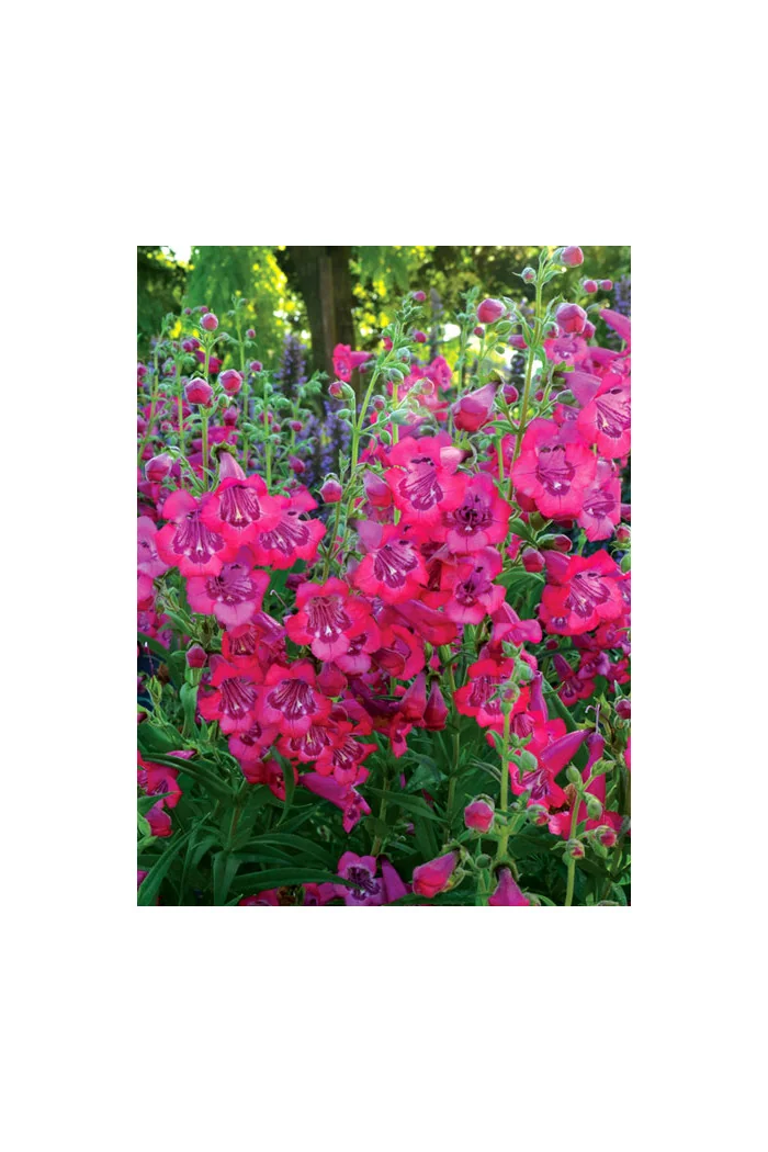 Penstemon 'Cha Cha Hot Pink' Penstemon