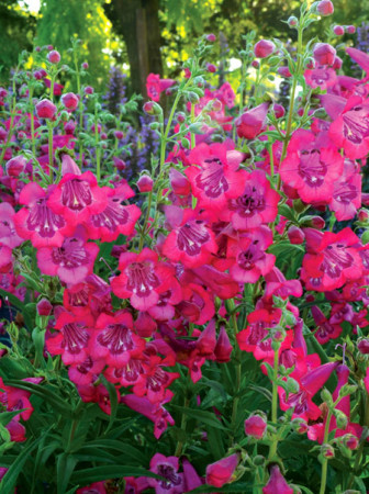 Penstemon 'Cha Cha Hot Pink' Penstemon