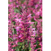 Kłosowiec 'Rosie Posie' | Agastache hybrida
