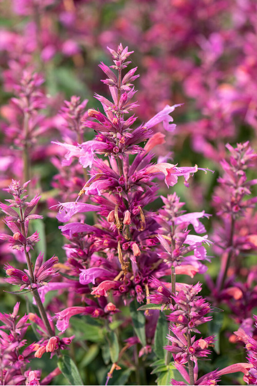 Kłosowiec 'Rosie Posie' | Agastache hybrida