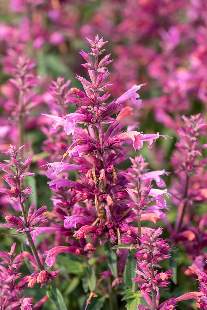 Kłosowiec 'Rosie Posie' | Agastache hybrida
