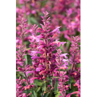 Kłosowiec 'Rosie Posie' | Agastache hybrida