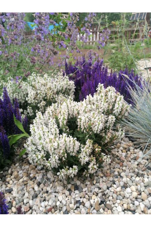Szałwia Sensation 'Compact White' | Salvia