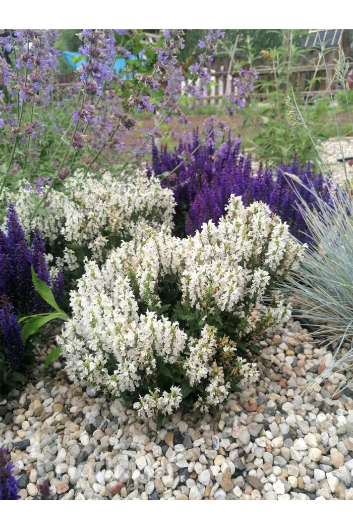 Szałwia Sensation 'Compact White' | Salvia