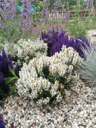 Szałwia Sensation 'Compact White' | Salvia