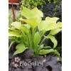 Funkia 'August Moon' Hosta