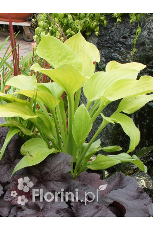 Funkia 'August Moon' Hosta