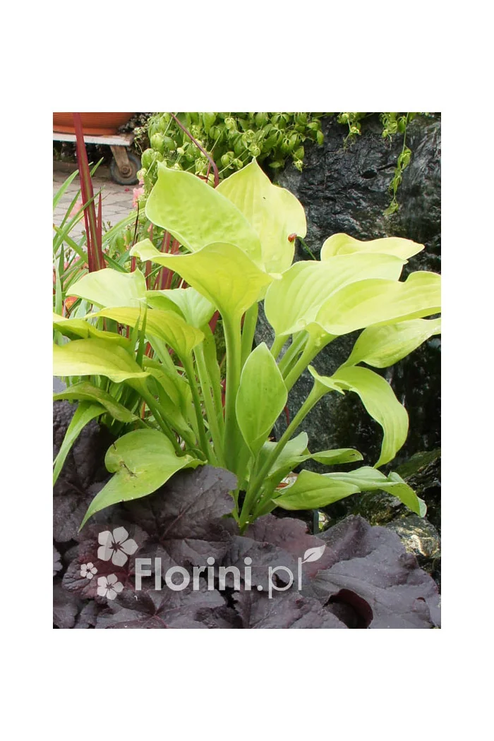 Funkia 'August Moon' Hosta