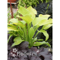 Funkia 'August Moon' Hosta