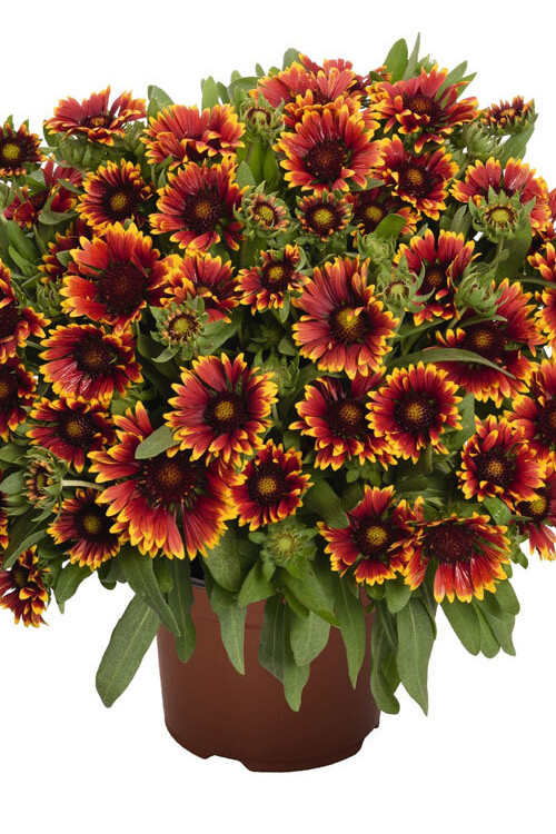 Gailardia 'SpinTop Orange Halo' | Gaillardia