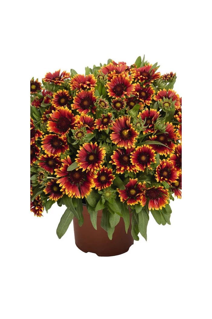 Gailardia 'SpinTop Orange Halo' | Gaillardia