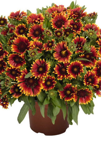 Gailardia 'SpinTop Orange Halo' | Gaillardia