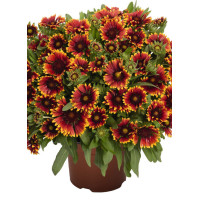 Gailardia 'SpinTop Orange Halo' | Gaillardia