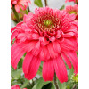 Jeżówka 'Delightful Garnet' | Echinacea