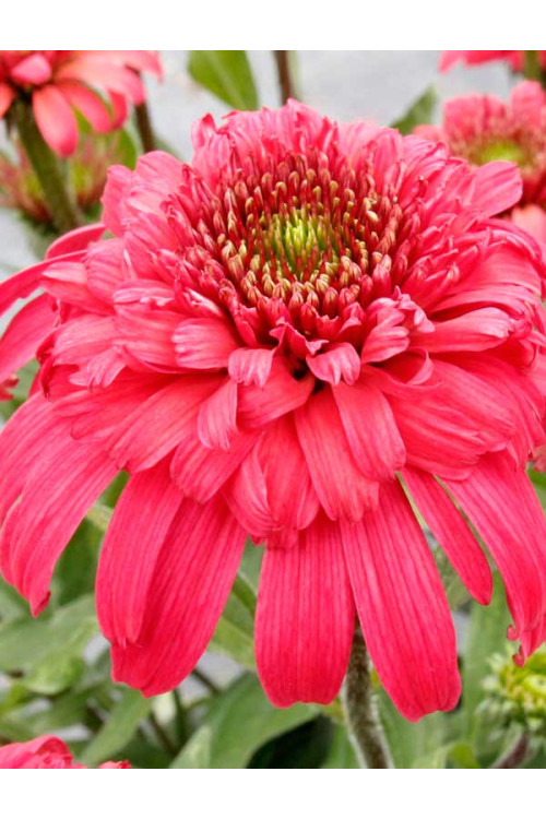 Jeżówka 'Delightful Garnet' | Echinacea