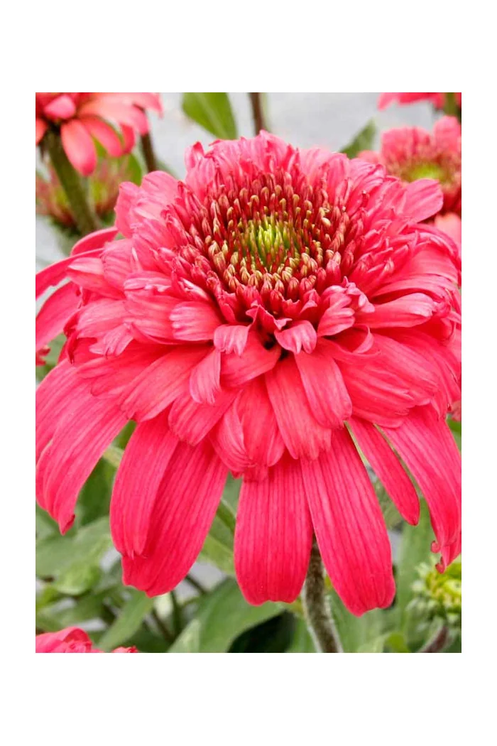 Jeżówka 'Delightful Garnet' | Echinacea