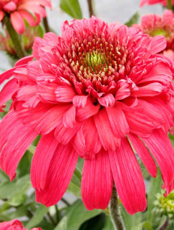 Jeżówka 'Delightful Garnet' | Echinacea