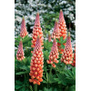 Łubin 'Salmon Star' | Lupinus