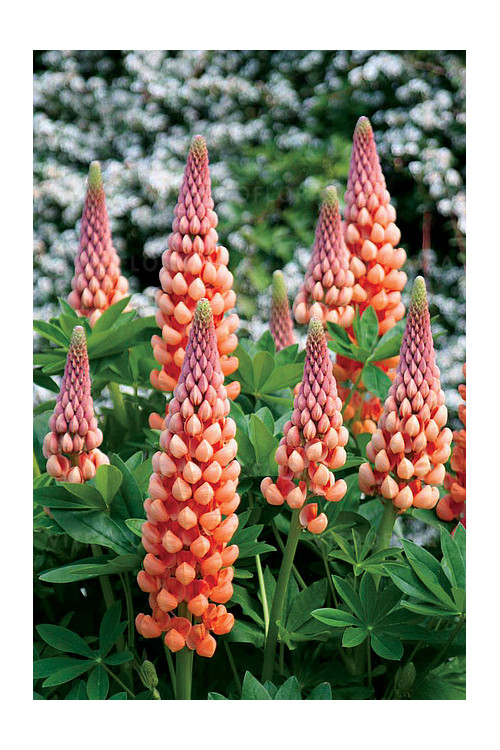 Łubin 'Salmon Star' | Lupinus