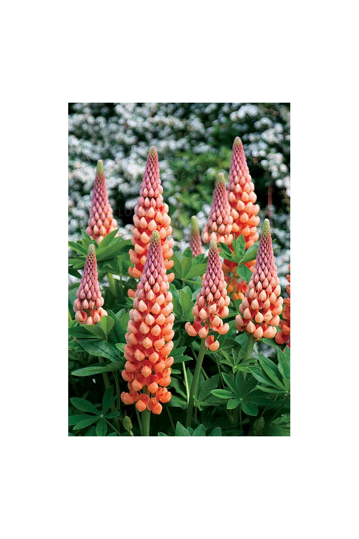 Łubin 'Salmon Star' | Lupinus