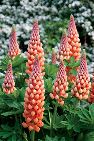 Łubin 'Salmon Star' | Lupinus