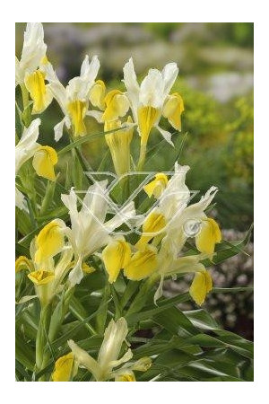 Kosaciec (Irys) bucharski Iris bucharica