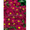 Aster nowobelgijski 'Crimson Brocade' Aster novi-belgii