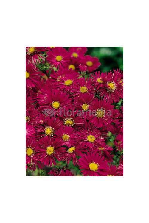 Aster nowobelgijski 'Crimson Brocade' Aster novi-belgii