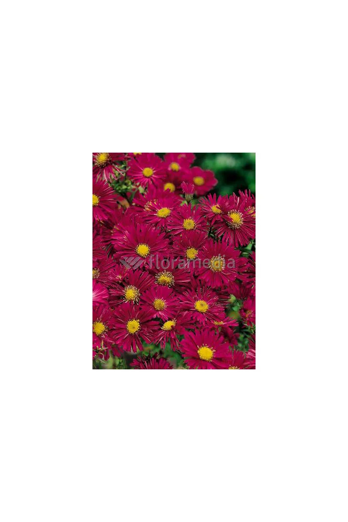 Aster nowobelgijski 'Crimson Brocade' Aster novi-belgii