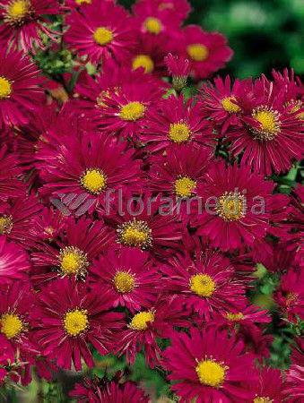 Aster nowobelgijski 'Crimson Brocade' Aster novi-belgii