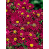 Aster nowobelgijski 'Crimson Brocade' Aster novi-belgii