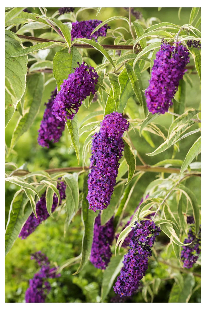 Budleja Dawida 'Harlequin' Buddleja dawidii