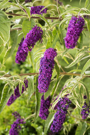 Budleja Dawida 'Harlequin' Buddleja dawidii