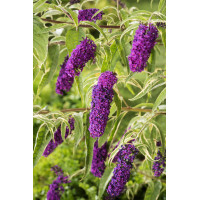 Budleja Dawida 'Harlequin' Buddleja dawidii